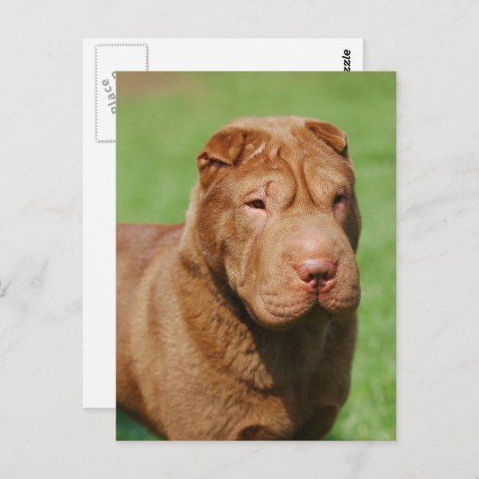 Shar Pei Postkarte (Vorne/Hinten)