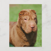 Shar Pei Postkarte (Vorderseite)