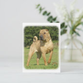 Shar Pei Postkarte (Stehend Vorderseite)