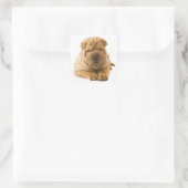 Shar Pei Puppy Dog Sticker / Siegel (Tasche)