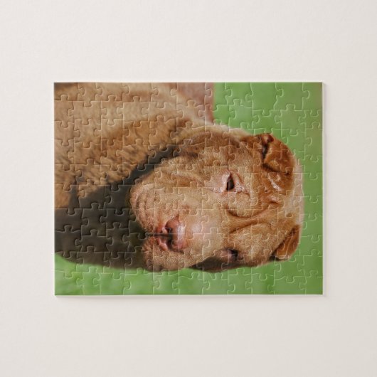 Shar Pei Puzzle (Horizontal)