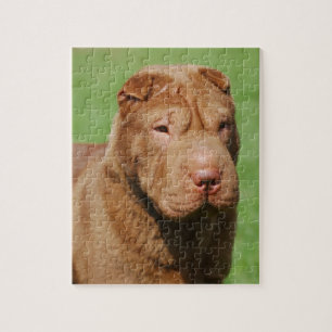 Shar Pei Puzzle