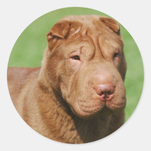 Shar Pei Runder Aufkleber