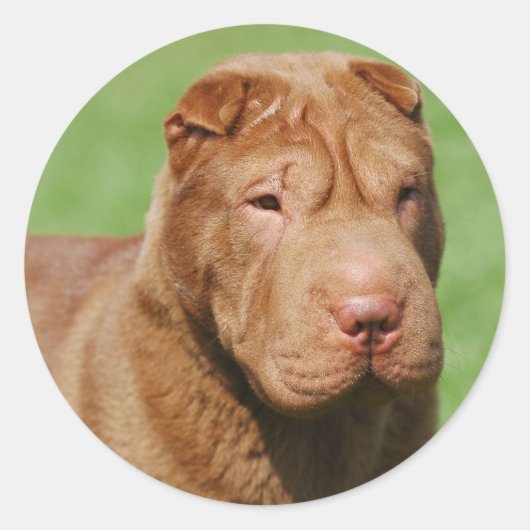 Shar Pei Runder Aufkleber (Vorderseite)