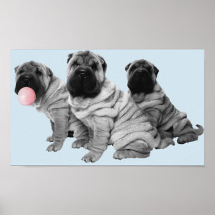 Shar Pei Welpen Schwarz Weiß Bubble Gum Hund Poster