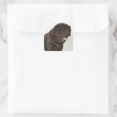 Shar Pei Welpengähne, Studioaufnahme Quadratischer Aufkleber (Tasche)