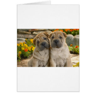 Shar Pei Welppies