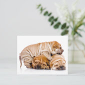 Shar Pei Welppies Postkarte (Stehend Vorderseite)