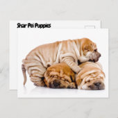 Shar Pei Welppies Postkarte (Vorne/Hinten)