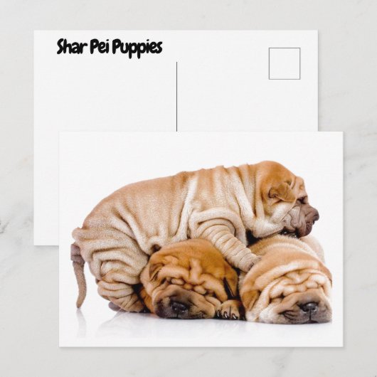 Shar Pei Welppies Postkarte (Vorne/Hinten)