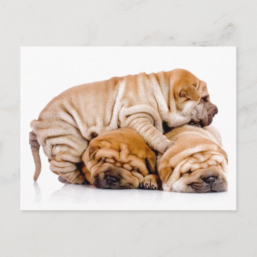 Shar Pei Welppies Postkarte (Vorderseite)