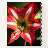 Shards of Red: Hibiscus at the Summit of Phongsaly Notizblock (Rückseite)