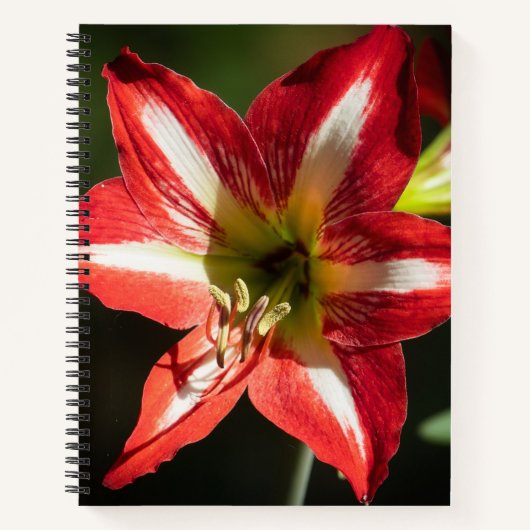 Shards of Red: Hibiscus at the Summit of Phongsaly Notizblock (Vorderseite)