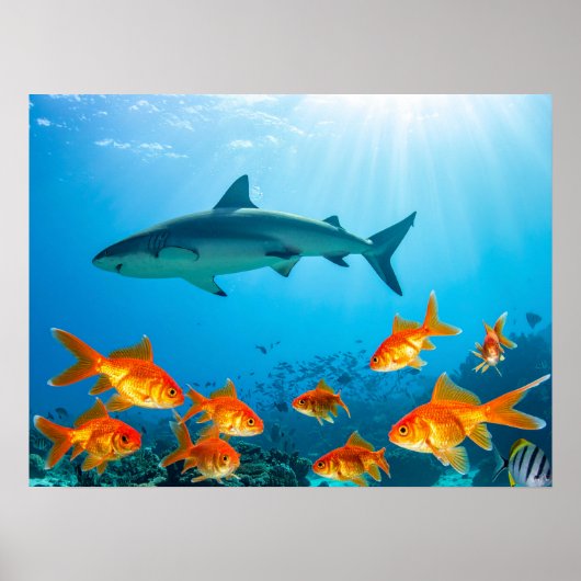 Shark among gold fishes poster (Vorne)