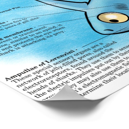 Shark Anatomy Print Poster (Ecke)