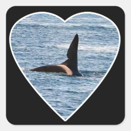 Shark Bite Fin von "John Coe" Orca Quadratischer Aufkleber