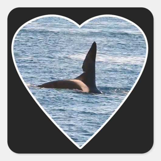 Shark Bite Fin von "John Coe" Orca Quadratischer Aufkleber (Vorderseite)