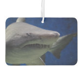 Shark Car Air Freshener. Autolufterfrischer (Rückseite)