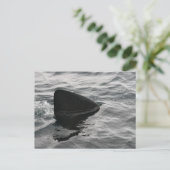 Shark Fin Postkarte (Stehend Vorderseite)