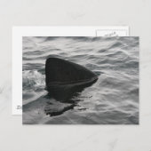 Shark Fin Postkarte (Vorne/Hinten)