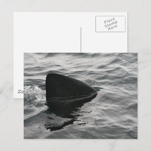 Shark Fin Postkarte (Vorne/Hinten)
