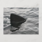 Shark Fin Postkarte (Vorderseite)