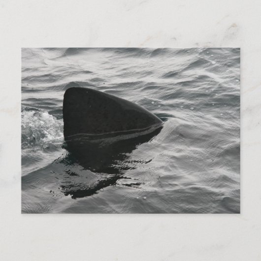 Shark Fin Postkarte (Vorderseite)