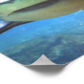 Shark Foto Print Poster (Ecke)