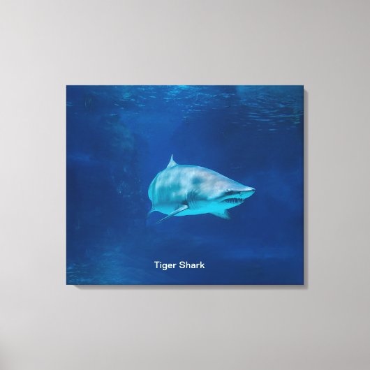 Shark-Image für Stretched Canvas Print Leinwanddruck (Vorderseite)