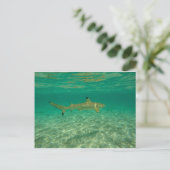 Shark in bora bora postkarte (Stehend Vorderseite)