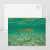 Shark in bora bora postkarte (Vorne/Hinten)