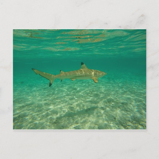 Shark in bora bora postkarte (Vorderseite)