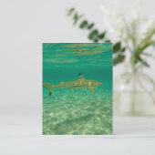 Shark in bora bora postkarte (Stehend Vorderseite)