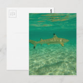 Shark in bora bora postkarte (Vorne/Hinten)