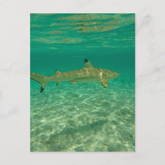 Shark in bora bora postkarte (Vorderseite)