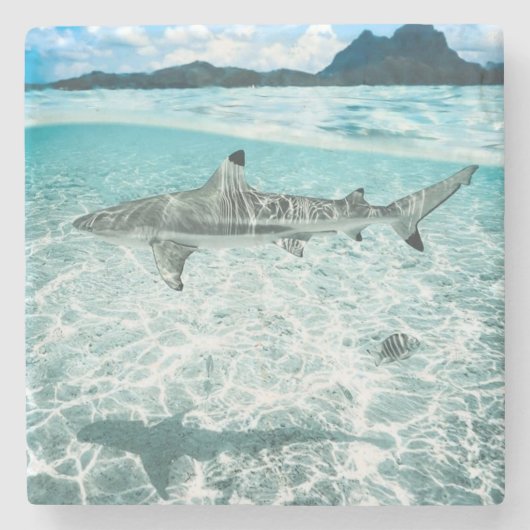 Shark in the Waters Steinuntersetzer (Vorderseite)