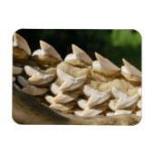 Shark Jawbone und Zähne Magnet (Horizontal)