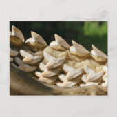 Shark Jawbone und Zähne Postkarte (Vorderseite)
