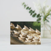 Shark Jawbone und Zähne Postkarte (Stehend Vorderseite)