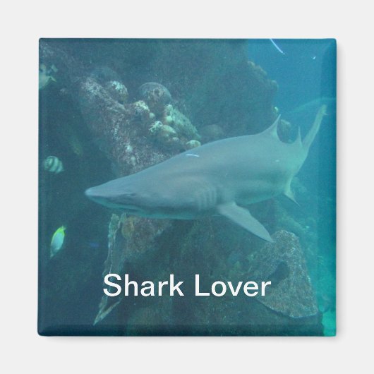 Shark Magnet (Vorne)