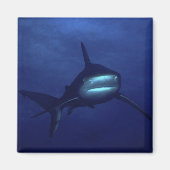 Shark Magnet (Vorne)