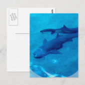 Shark Pair Postcard Postkarte (Vorne/Hinten)