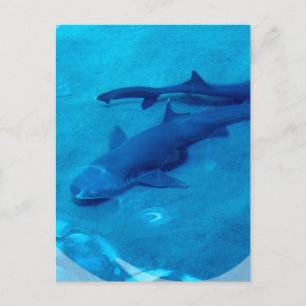Shark Pair Postcard Postkarte
