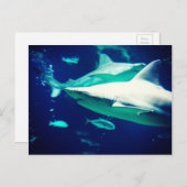 Shark Postcard Postkarte (Vorne/Hinten)