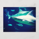Shark Postcard Postkarte (Vorderseite)