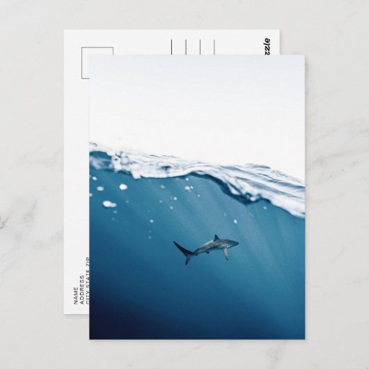 Shark Postcard Postkarte (Vorne/Hinten)