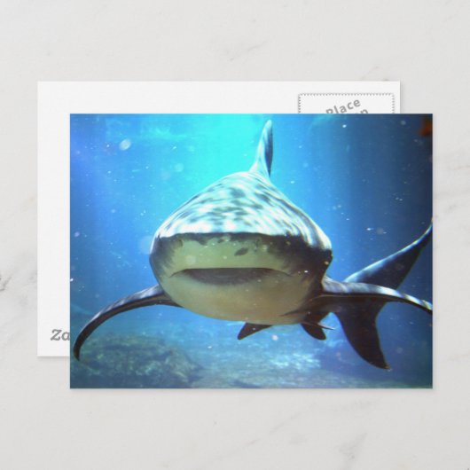Shark Postcard Postkarte (Vorne/Hinten)