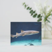 Shark Postcard Postkarte (Stehend Vorderseite)