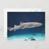 Shark Postcard Postkarte (Vorne/Hinten)