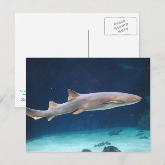 Shark Postcard Postkarte (Vorne/Hinten)